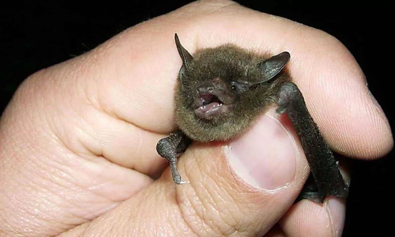 por que os morcegos transmitem tantas doencas 1 1