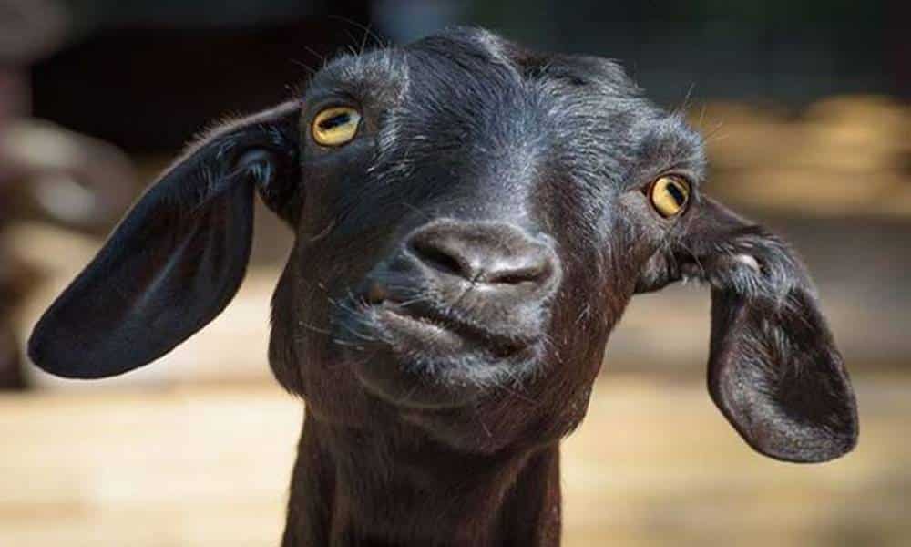 por que os olhos das cabras tem pupilas horizontais 1 1