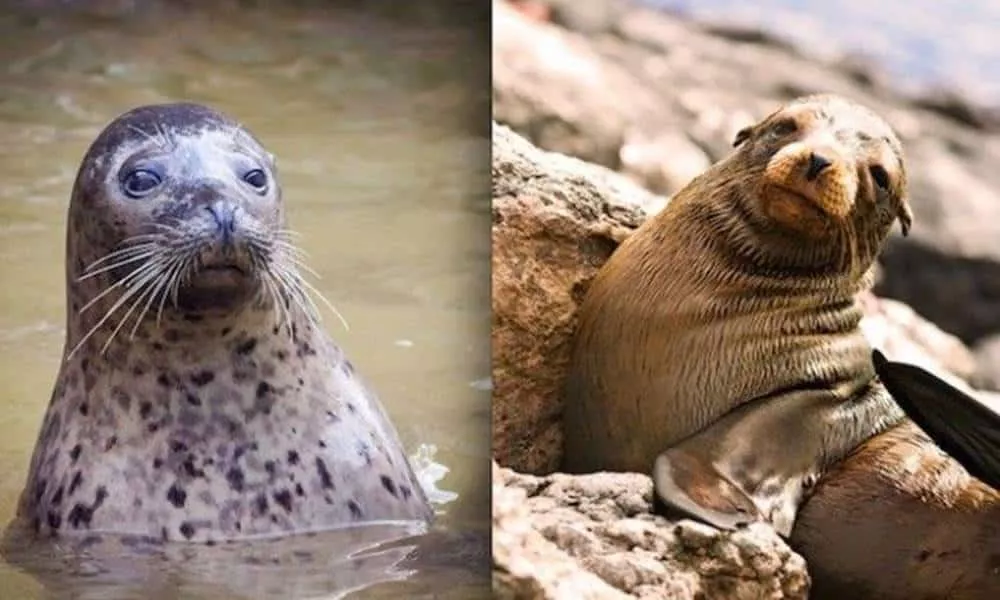qual a diferenca entre a foca e o leao marinho 1 1