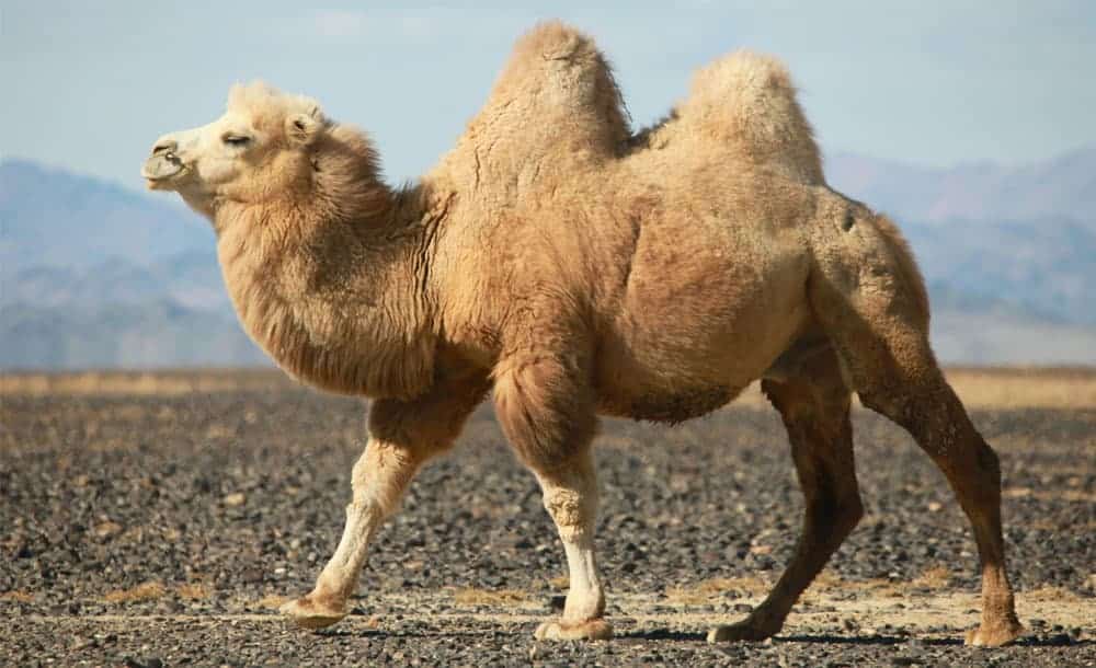 qual a diferenca entre o camelo e o dromedario