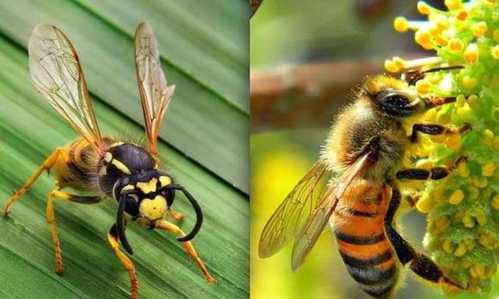 qual e a diferenca entre a abelha e a vespa 1