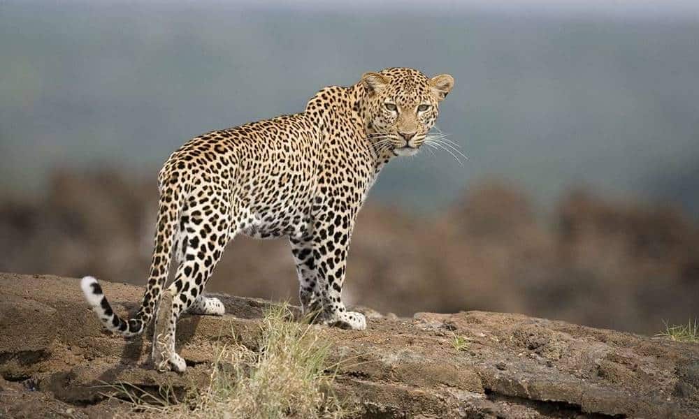 qual e a diferenca entre o jaguar e o leopardo 1 1
