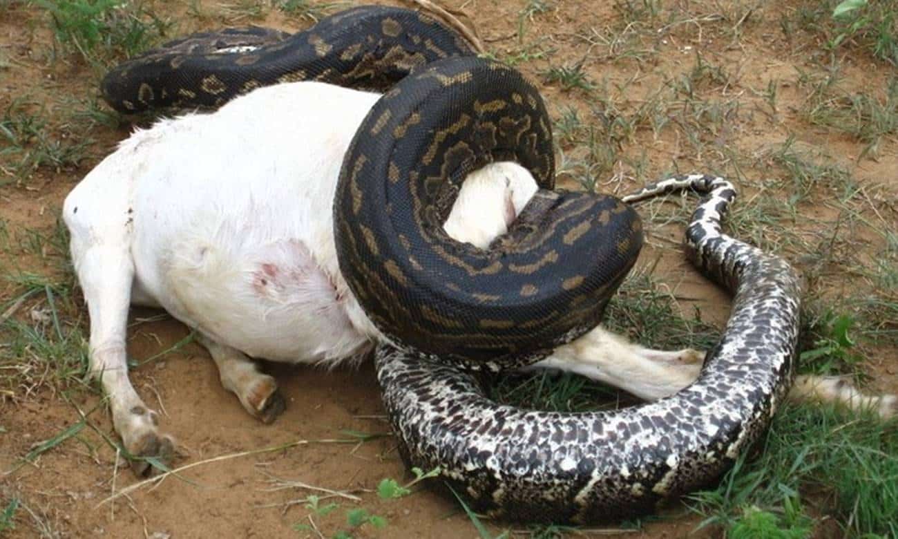 qual o maior animal que uma cobra pode engolir 1 1