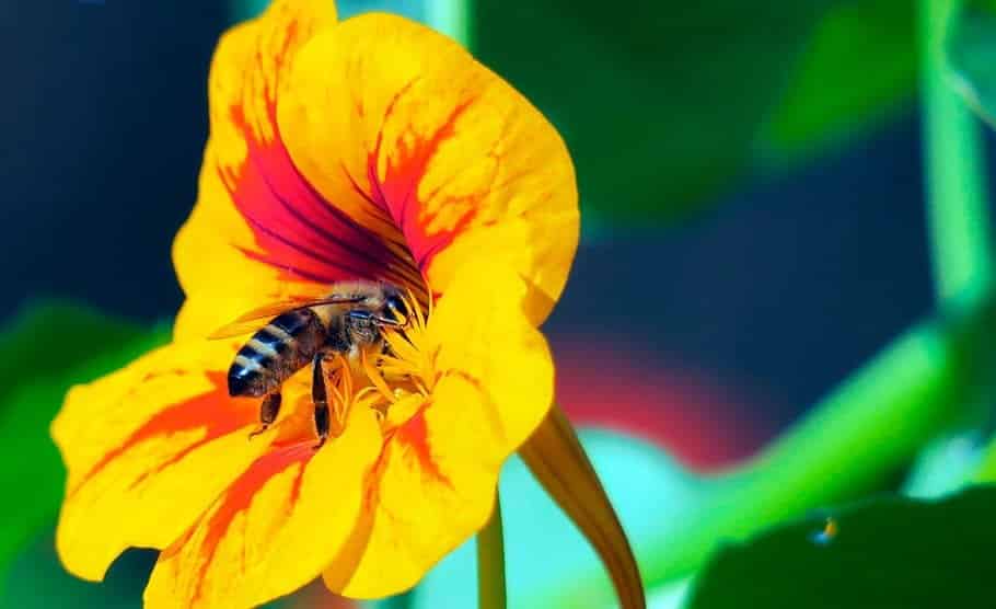 quanto tempo vive abelha tricurioso 1