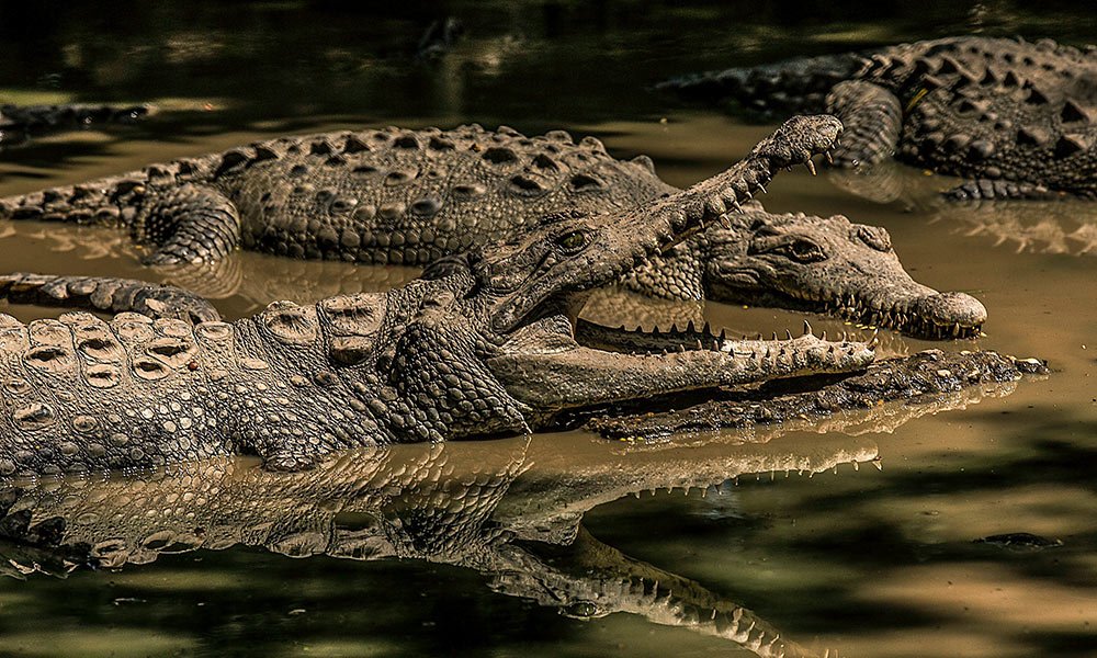 quantos anos vive um crocodilo tricurioso 1 1 1