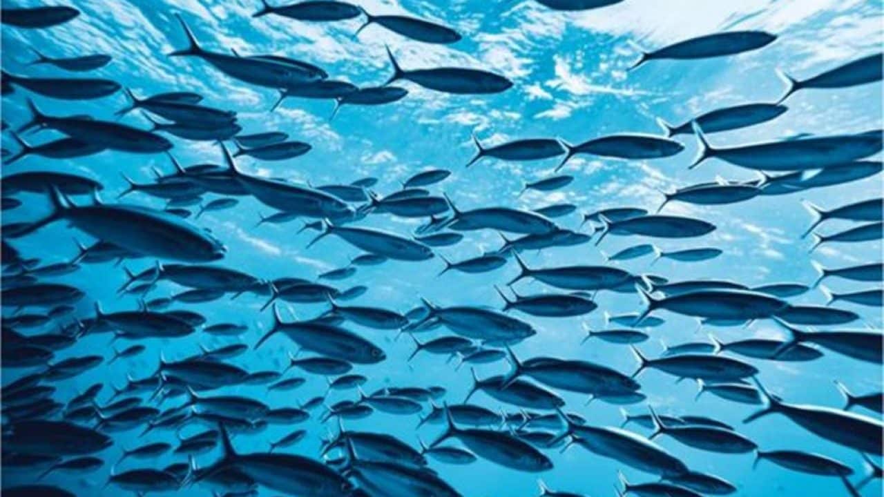 quantos peixes existem nos mares tricurioso 1 1