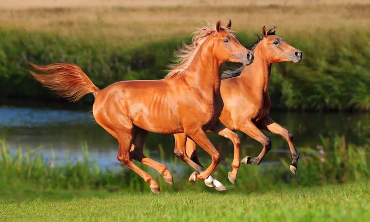 saiba quais sao as racas de cavalos mais caras do mundo 1 1