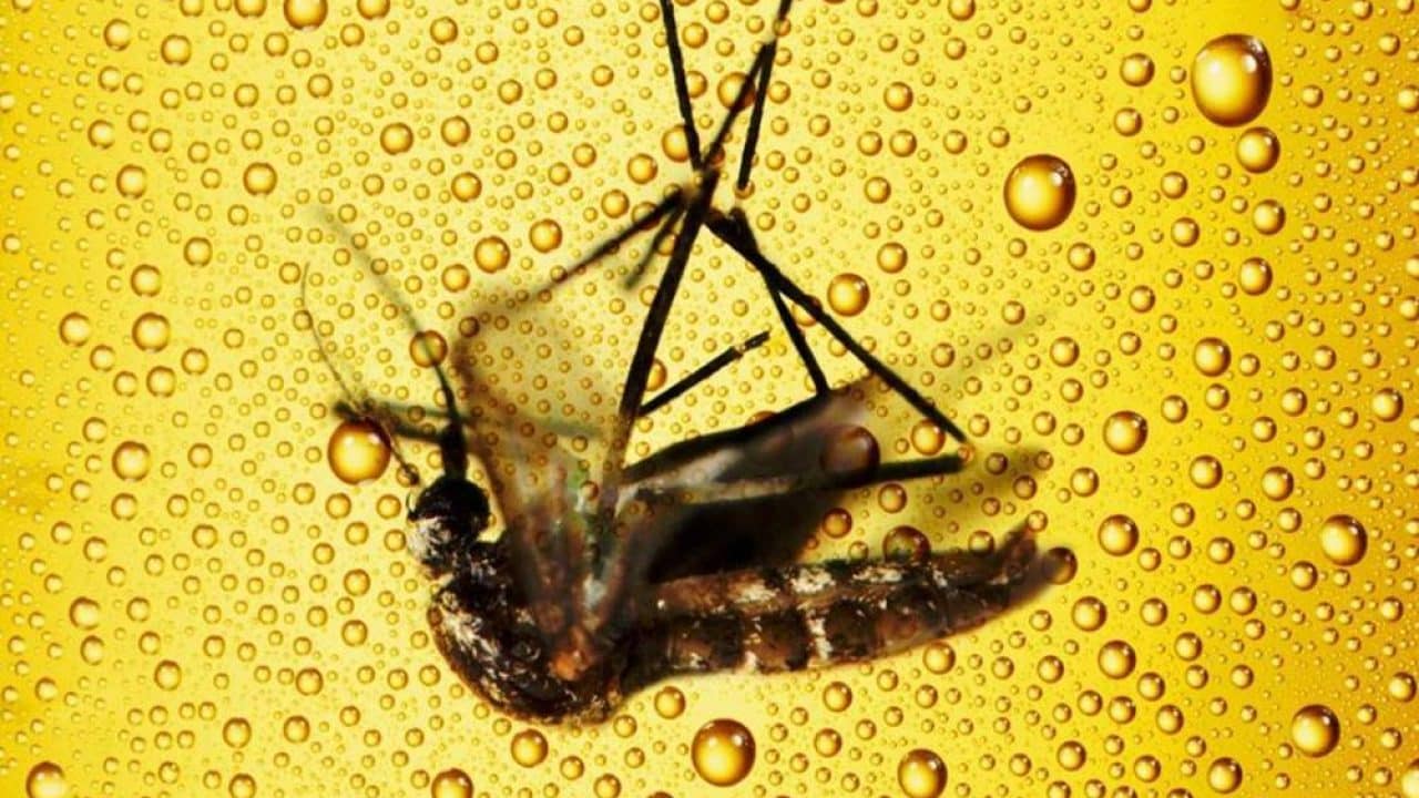 um mosquito pode ficar bebado se picar uma pessoa embriagada tricurioso 1 1