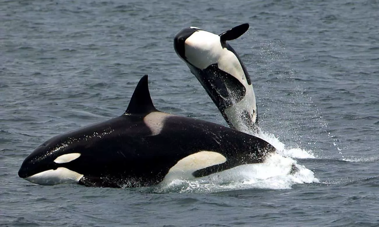 voce sabia que as orcas nao sao baleias 1 1